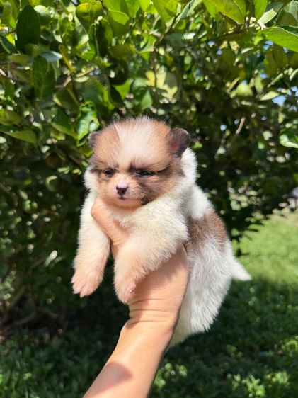 ปอมจิ๋วๆ รูปที่ 5