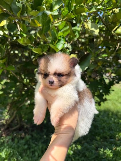 ปอมจิ๋วๆ รูปที่ 15