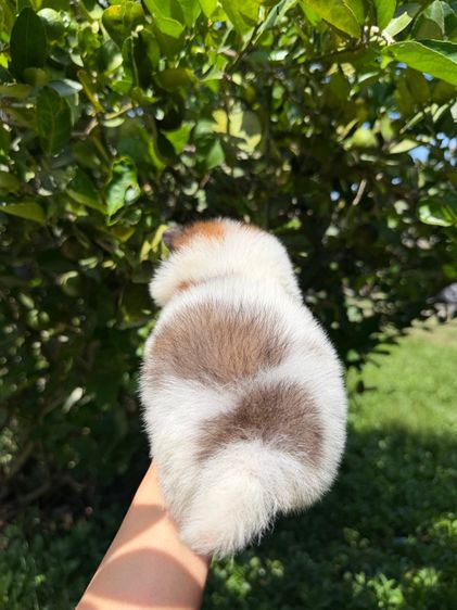 ปอมจิ๋วๆ รูปที่ 10