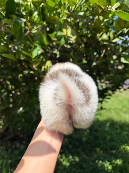 ปอมจิ๋วๆ รูปที่ 12