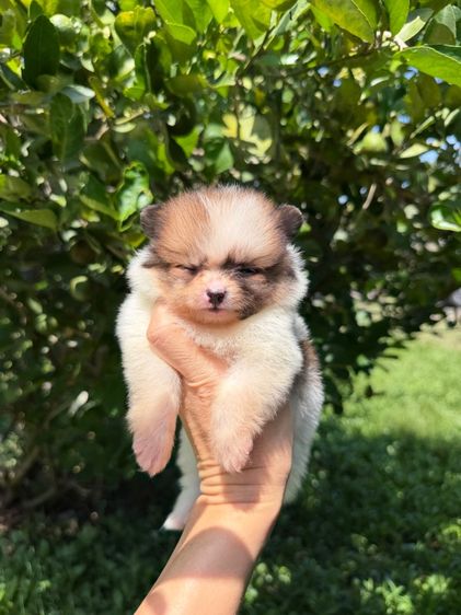 ปอมจิ๋วๆ รูปที่ 4