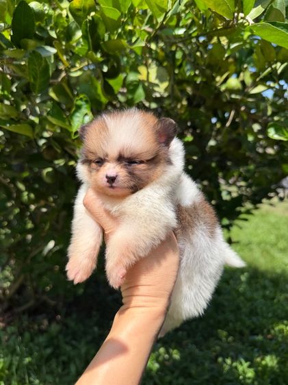 ปอมจิ๋วๆ รูปที่ 9