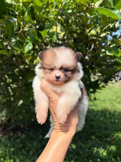 ปอมจิ๋วๆ รูปที่ 8