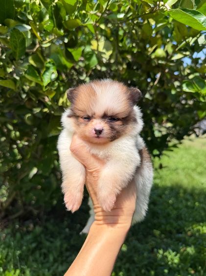 ปอมจิ๋วๆ รูปที่ 13