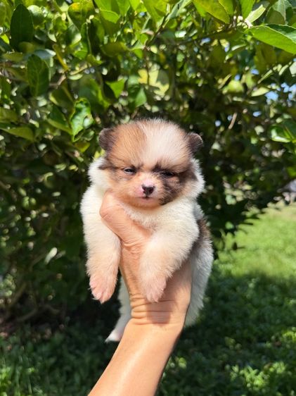 ปอมจิ๋วๆ รูปที่ 7