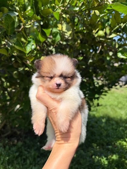 ปอมจิ๋วๆ