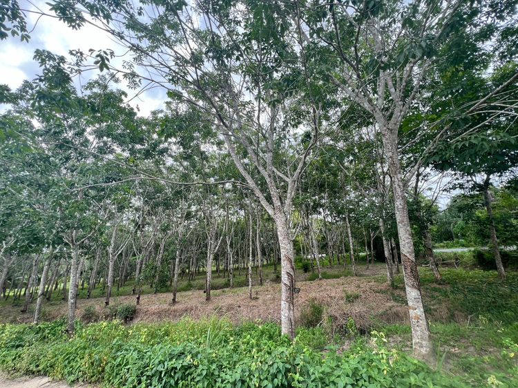 ขายที่ดิน อำเภอเมือง นครศรีธรรมราช รูปที่ 3