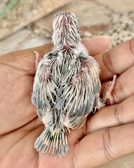 ฟอพัส พายโคบอลต์เทอร์ควอยซ์