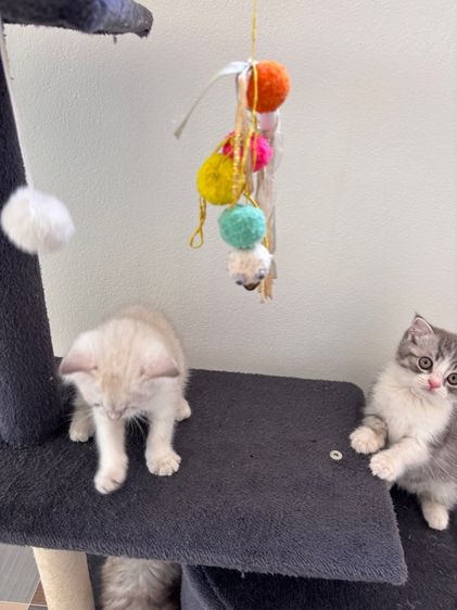 แมวสก็อตติชโฟลด์ รูปที่ 4