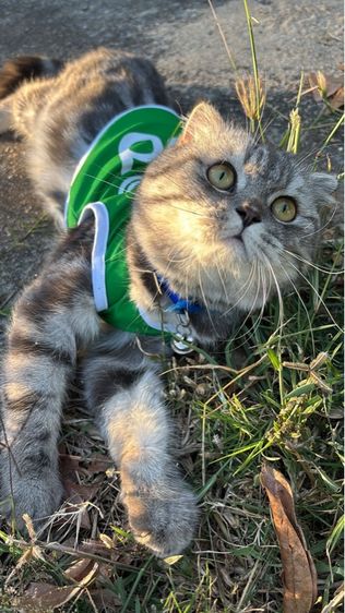 แมวสก็อตติชโฟลด์ รูปที่ 6