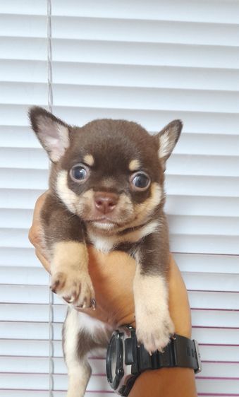 ชิวาว่าสีช็อค รูปที่ 7