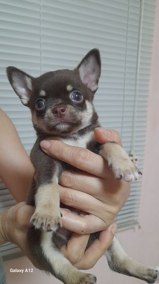 ชิวาวา (Chihuahua) เล็ก ชิวาว่าสีช็อค