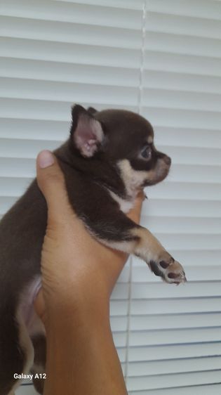 ชิวาว่าสีช็อค รูปที่ 10