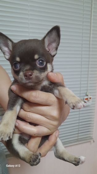 ชิวาว่าสีช็อค รูปที่ 2