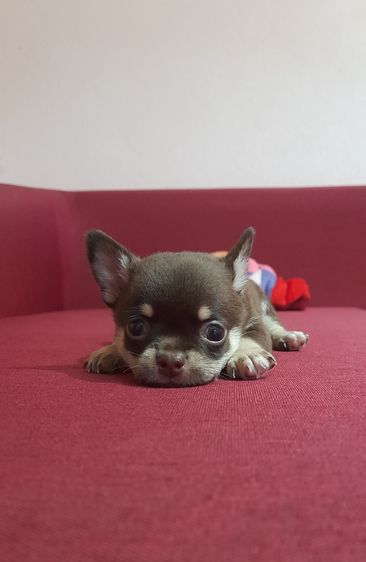 ชิวาว่าสีช็อค รูปที่ 4