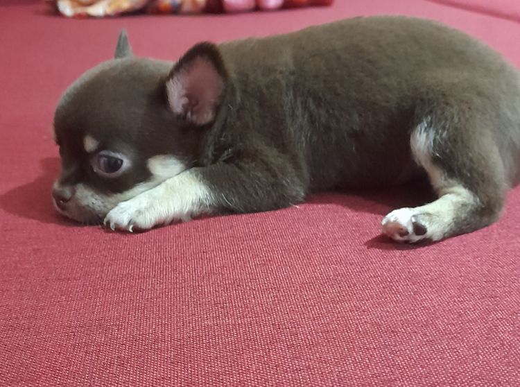 ชิวาว่าสีช็อค รูปที่ 5