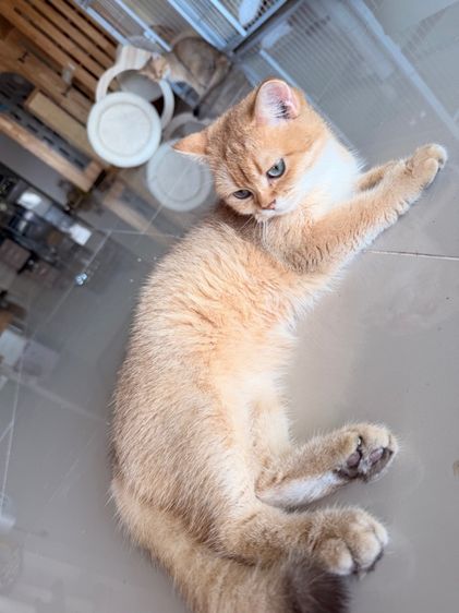 แมวบริติช รูปที่ 5