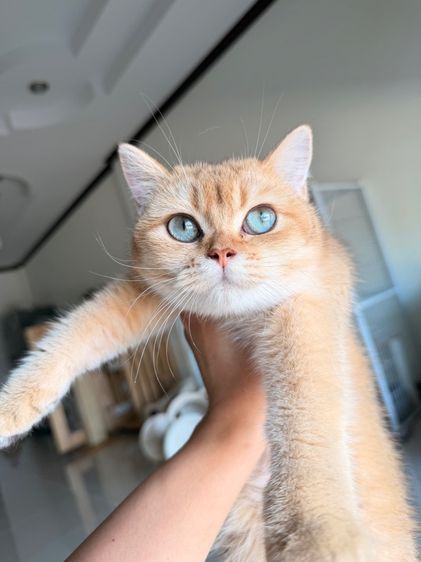แมวบริติช รูปที่ 4