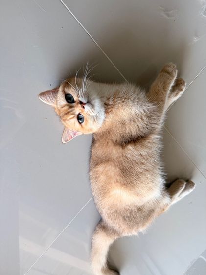 แมวบริติช รูปที่ 7