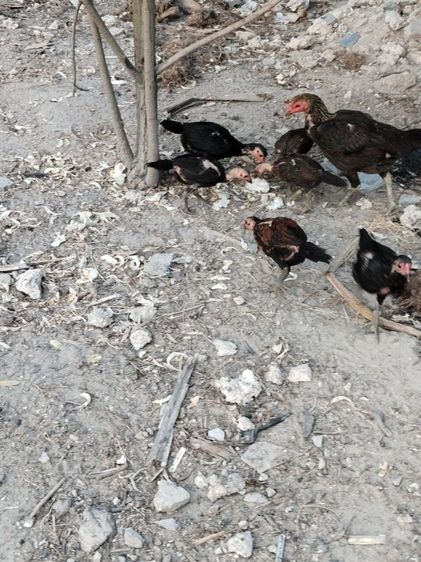 ขายไก่พม่า รูปที่ 4