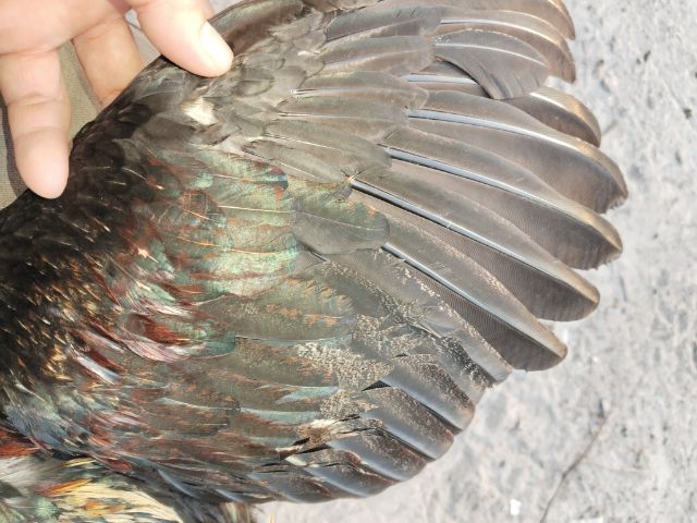 ขายไก่พม่า รูปที่ 5