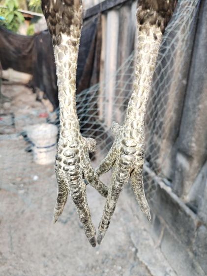 ขายไก่พม่า รูปที่ 3