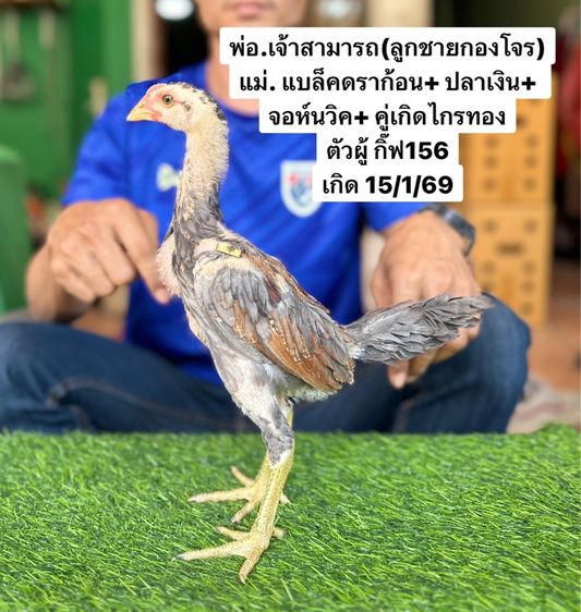 ไก่ชน รูปที่ 2