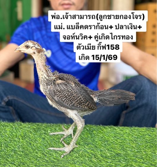 ไก่ชน รูปที่ 4