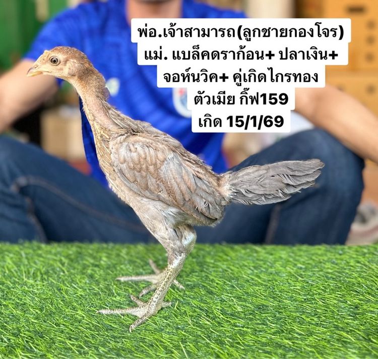 ไก่ชน รูปที่ 5