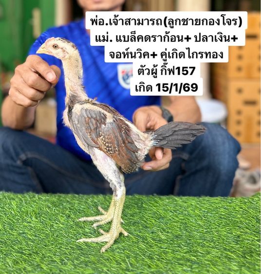ไก่ชน รูปที่ 3