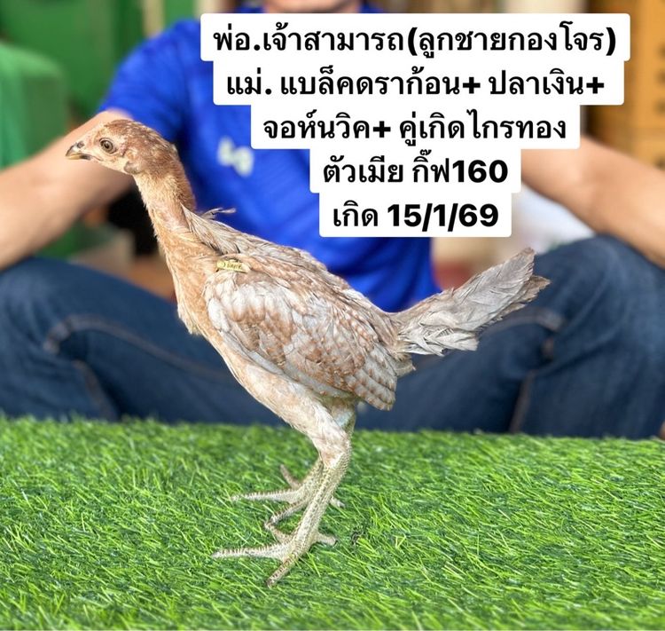 ไก่ชน รูปที่ 6