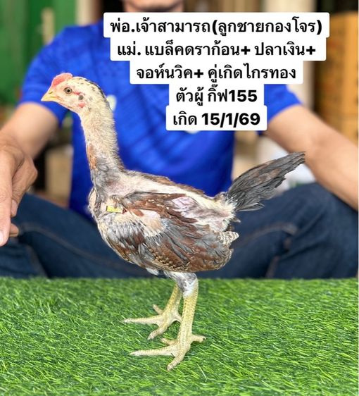 ไก่ชน