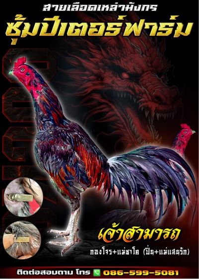 ไก่ชน รูปที่ 7