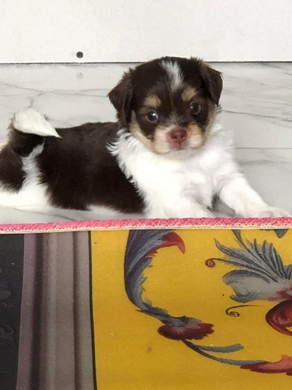 ชิวาว่าผสมชิสุ รูปที่ 2