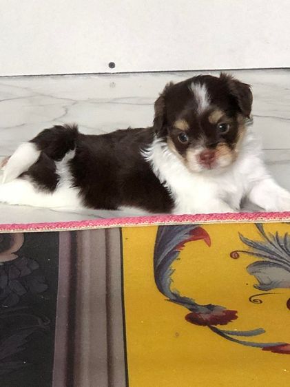 ชิวาวา (Chihuahua) ชิวาว่าผสมชิสุ