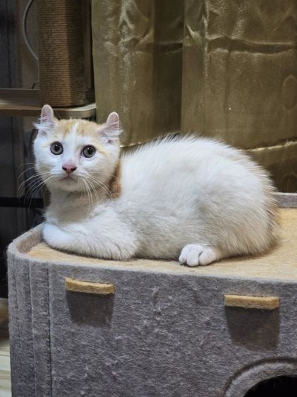 มันชกิ้นขายาวหูเคิร์ล รูปที่ 5