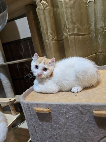 มันชกิ้นขายาวหูเคิร์ล รูปที่ 2