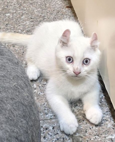 มันชกิ้นขายาวหูเคิร์ล รูปที่ 8