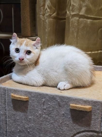 มันช์กิ้น (Munchkin) มันชกิ้นขายาวหูเคิร์ล