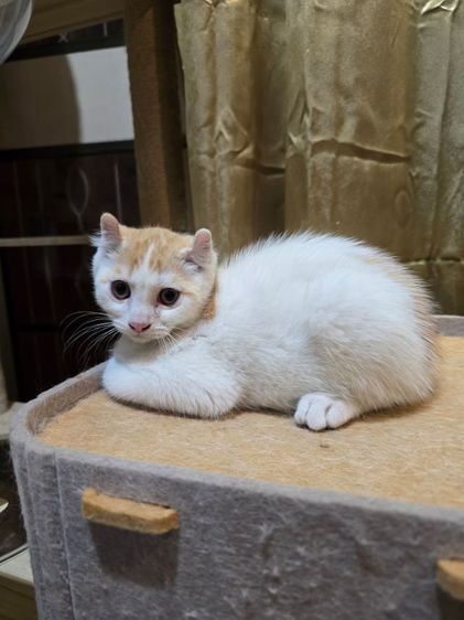 มันชกิ้นขายาวหูเคิร์ล รูปที่ 3