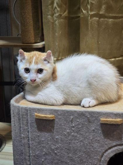 มันชกิ้นขายาวหูเคิร์ล รูปที่ 6