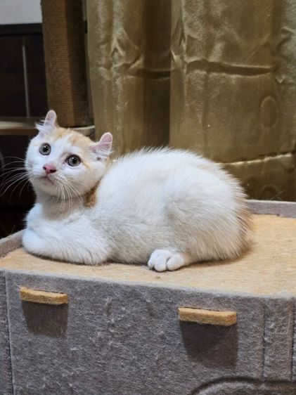 มันชกิ้นขายาวหูเคิร์ล รูปที่ 4