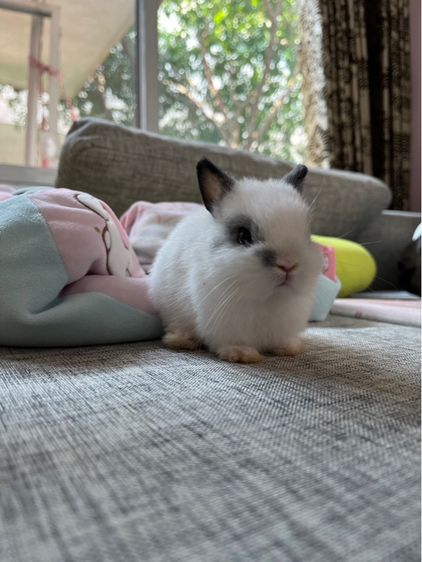 กระต่ายnd รูปที่ 7