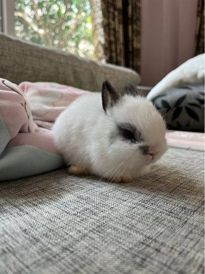 กระต่ายnd รูปที่ 8