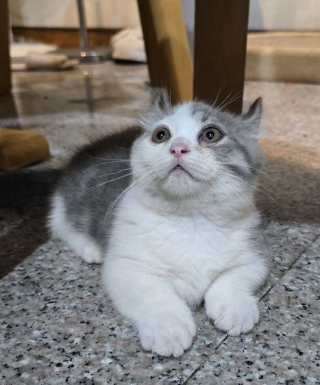 มันชกิ้นชาย รูปที่ 5