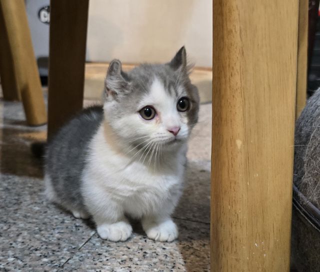 มันช์กิ้น (Munchkin) มันชกิ้นชาย