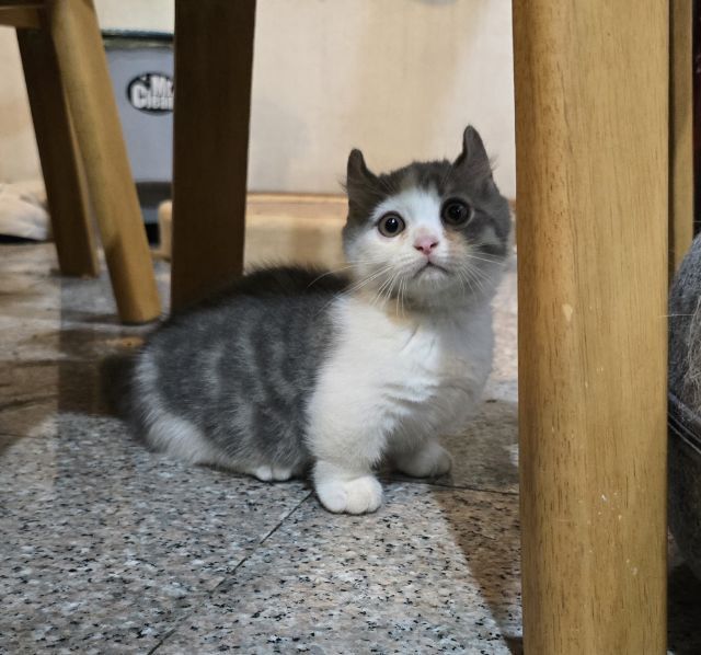 มันชกิ้นชาย รูปที่ 2