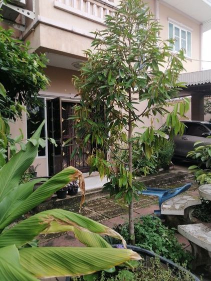 ขายบ้านเดี่ยว หมู่บ้านปิยวรารมย์ 4 เลขที่ 15 35 ซอย 9 ถนนบ้านกล้วยไทรน้อย ตำบลไทรน้อย อำเภอไทรน้อย จังหวัดนนทบุรี เนื้อที่ 50 ตารางวา ห้องนอน 3 ห้อง ห้องรับแขก 1 ห้อง ห้องน้ำ 1 ห้อง  การเดินทางสะดวกใกล้รถไฟฟ้าสายสีม่วง  และใกล้ห้างเซ็นทรัลเวสเกต รูปที่ 3
