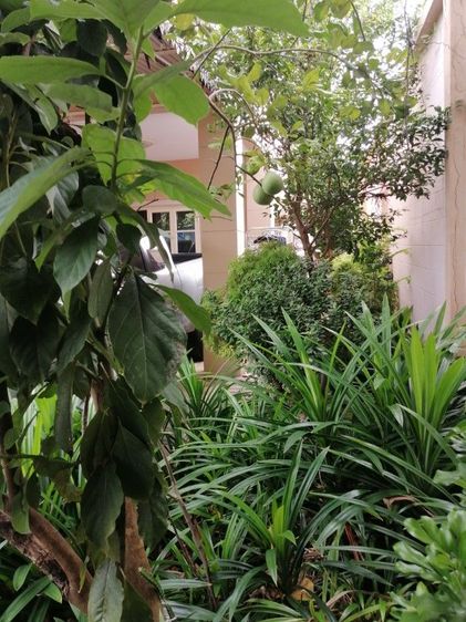 ขายบ้านเดี่ยว หมู่บ้านปิยวรารมย์ 4 เลขที่ 15 35 ซอย 9 ถนนบ้านกล้วยไทรน้อย ตำบลไทรน้อย อำเภอไทรน้อย จังหวัดนนทบุรี เนื้อที่ 50 ตารางวา ห้องนอน 3 ห้อง ห้องรับแขก 1 ห้อง ห้องน้ำ 1 ห้อง  การเดินทางสะดวกใกล้รถไฟฟ้าสายสีม่วง  และใกล้ห้างเซ็นทรัลเวสเกต รูปที่ 4