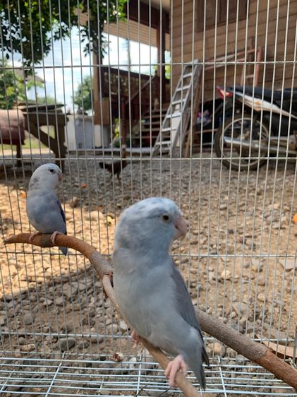 นกแก้วพอพัส รูปที่ 2